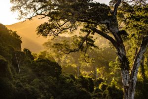 bijoux-bois-ebene-foret-afrique